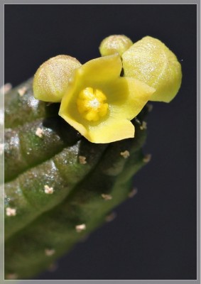 Echidnopsis cereiformis 1_klein.jpg
