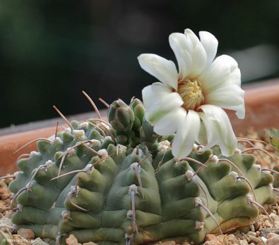 Gymnocalycium_ochoterenae_subsp._vatteri_2.JPG