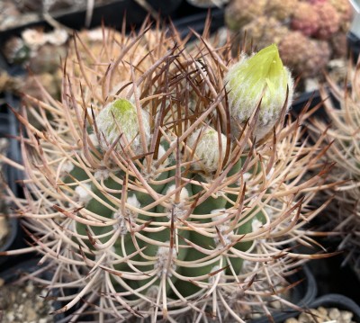 P. bulbocalyx