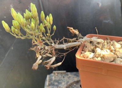 6497.jpg (95.12 KiB) 19788 mal betrachtet Tylecodon bayeri