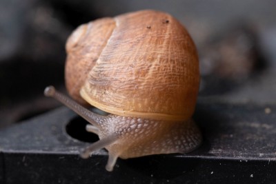 Schnirkelschnecke 4.jpg