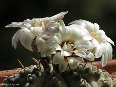 Gymnocalycium_ochoterenae_subsp._vatteri.JPG