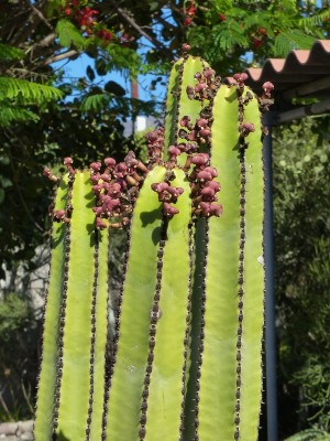 Euphorbia canariensis, Früchte (600x800).jpg