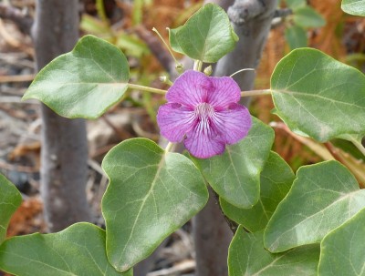 Uncarina stelunifera, Blüte (800x605).jpg