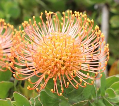 Leucospermum cordifolium &quot;Pincushion&quot;