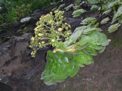 Aeonium glandolosum mit Blüte.jpg