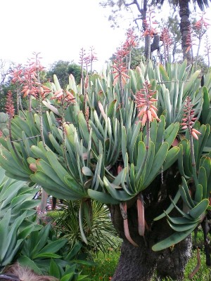 Aloe plicatilis.jpg