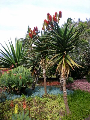 Aloe rupestris.jpg