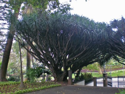 Dracaena drago Funchal.jpg