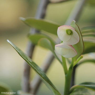 Euphorbia_mangelsdorffii.JPG