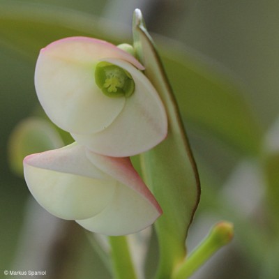 Euphorbia_mangelsdorffii_[2].JPG