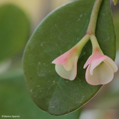 Euphorbia_mangelsdorffii_[3].JPG