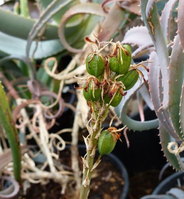 Aloe suarezensis, Früchte (738x800) (2).jpg