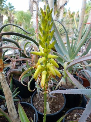 Aloe suarezensis, Blüte (600x800).jpg