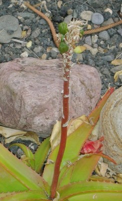 Aloe suarezensis, Früchte (2).jpg