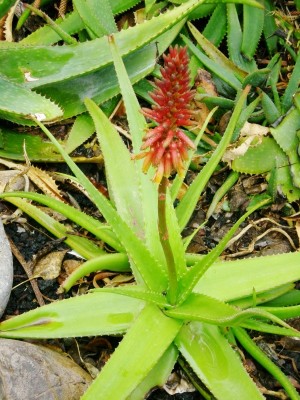 Aloe suarezensis (600x800) (2).jpg