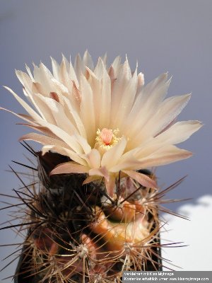 Eriosyce cachitaensis 2010 Juli23 024_klein.jpg