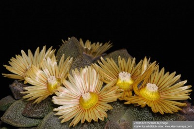 2019 08 August A. rubrolineata (Aloinopsis jamesii) Thomas Brand_klein.jpg