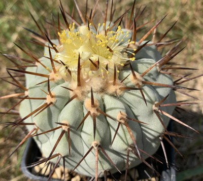 8133.jpg (171.24 KiB) 16003 mal betrachtet Copiapoa cinerea ssp. columna-alba JA24