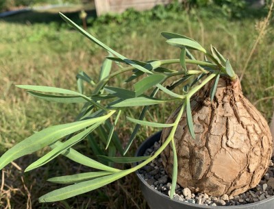 eine meiner Neuerwerbungen, Euphorbia trichadenia