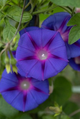 Ipomoea tricolor, WB20190826 083534.jpg