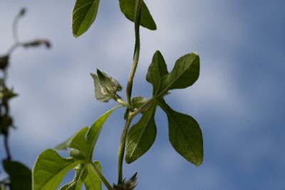 Ipomoea pubescens c, WB20190922 124844.jpg