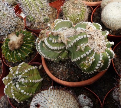 Astrophytum asterias Hybride (800x715).jpg