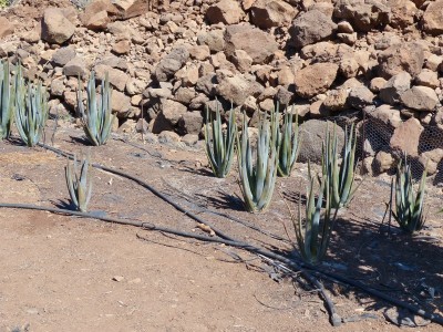 Aloe suzannae (800x600).jpg