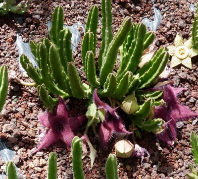 Stapelia gigantea (800x721).jpg