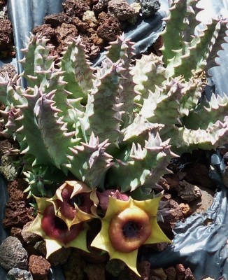 Huernia spec..JPG