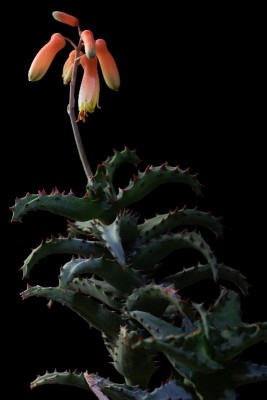 Aloe castilloniae 1 WB20191102 162718.jpg