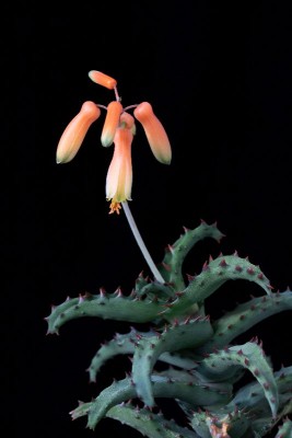 Aloe castilloniae 2 WB20191102 161019.jpg