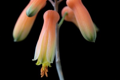 Aloe castilloniae 4 WB20191102 161644.jpg