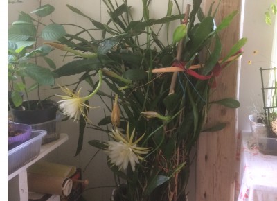 Epiphyllum.jpg