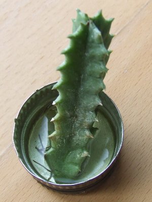 DSCF2250.JPG