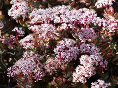 Crassula rupestris.jpg