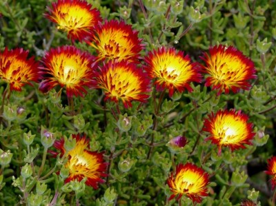 Drosanthemum bicolor.jpg