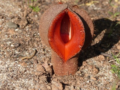 Hydnora africana.jpg