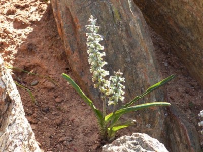 Lachenalia haarlemensis.jpg