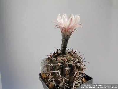 Gymnocalycium piltziorum 2010 Juli29 007_klein.jpg