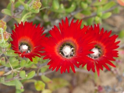 Drosanthemum speciosum.jpg