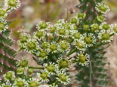 Euphorbia tuberculata.jpg