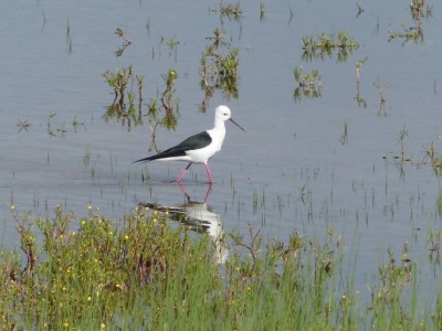 Himantopus himantopus.jpg