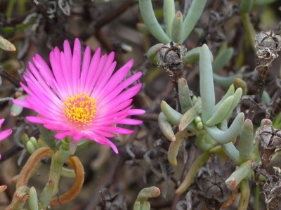 Lampranthus formosus.jpg