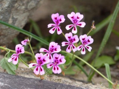 Pelargonium echinatum.jpg