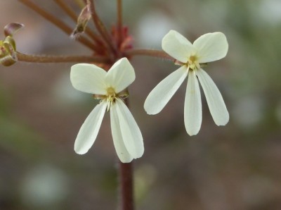 Pelargonium triste.jpg