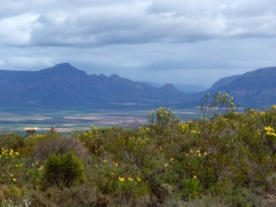 Renosterveld.jpg