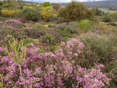 Ramskop Wildblumenreservat.jpg