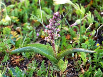 Lachenalia obscura.jpg