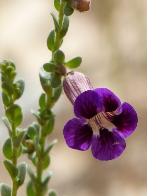 Peliostomum virgatum.jpg